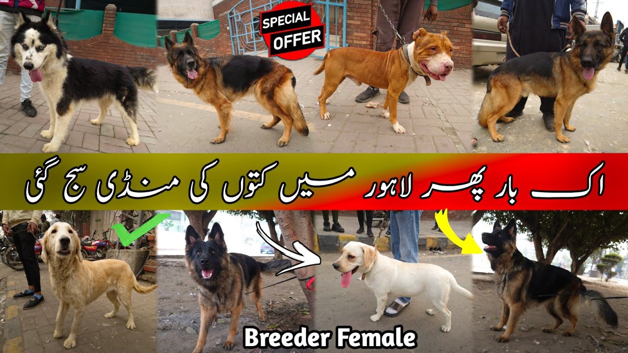 Lahore میں Dogs Ki Mandi 19 Jan | Tollinton Market Lahore | Exploring with YASIR