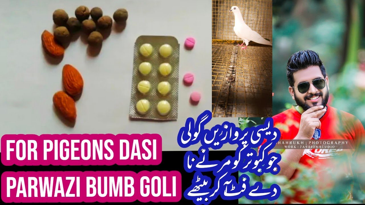 dasi parwazi goli//kabotar ki wapsi py sambhal//Bazi k liay kabotar ko gala lagana#bazi#chasifprince