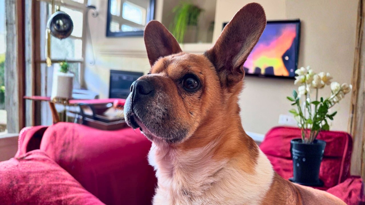 He Would Have Stayed in the Shelter Because He Didn’t Look Like a Dog