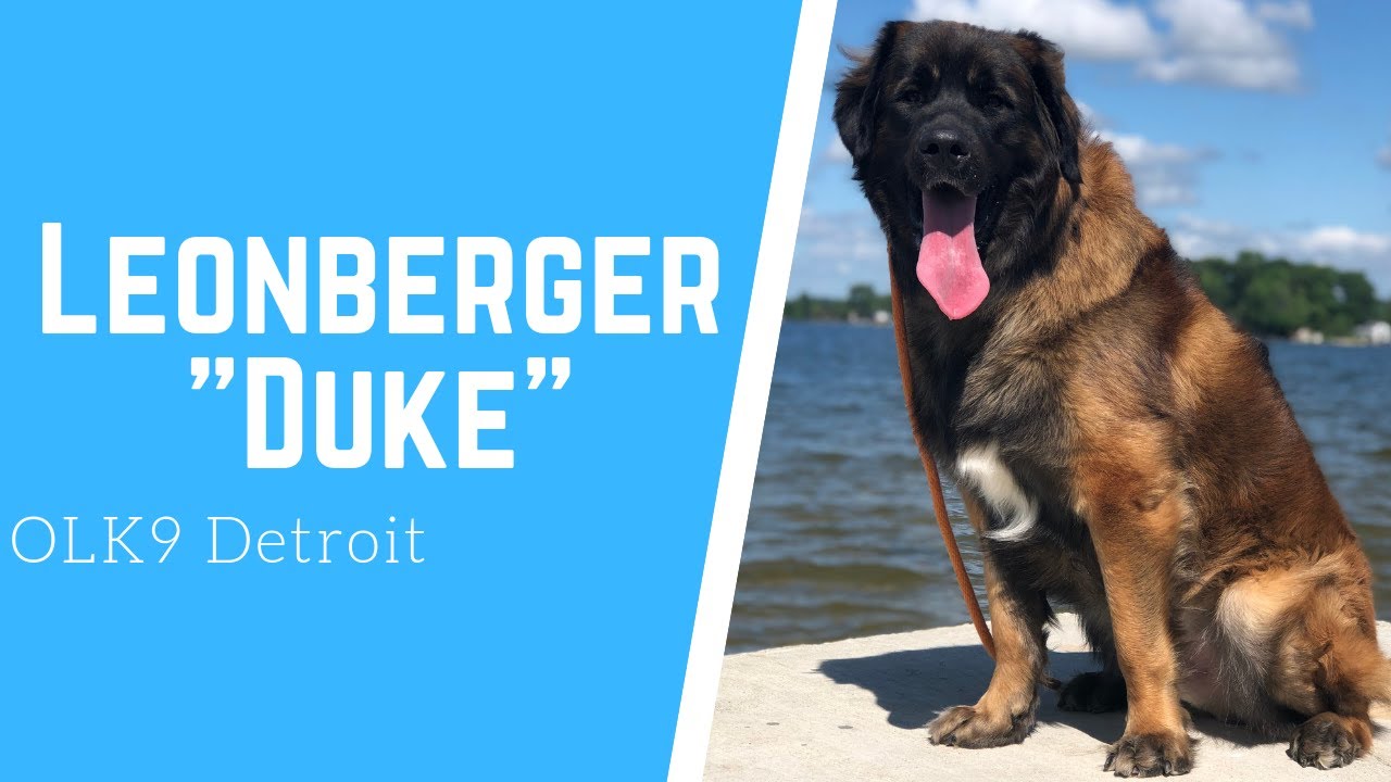 Leonberger &ldquo;Duke&rdquo; l Awesome Obedience l Dog Training Detroit