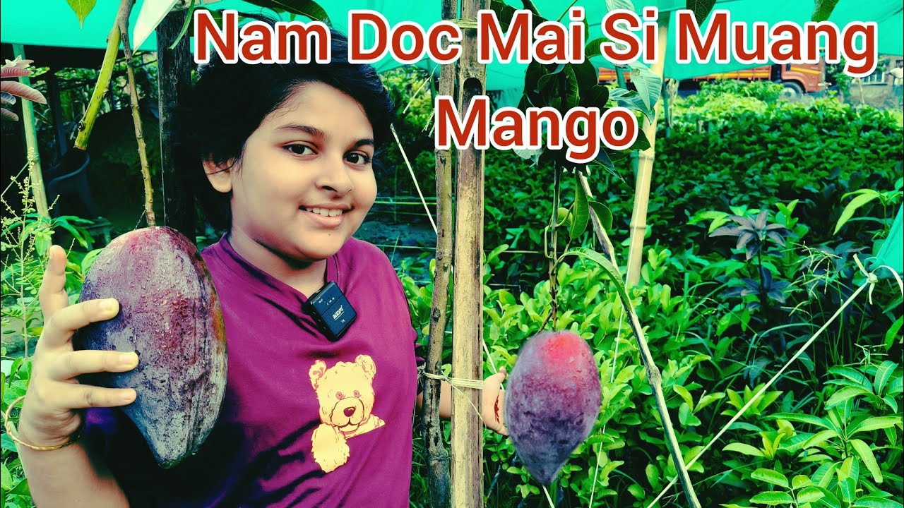 Nam Doc Mai Si Muang Mango/Purple Mango/Afsana Nursery/Ph-7601949430