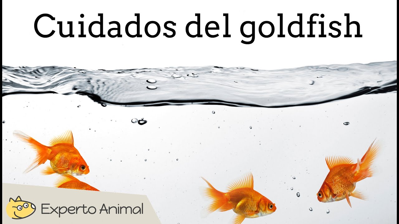 Cuidados del goldfish