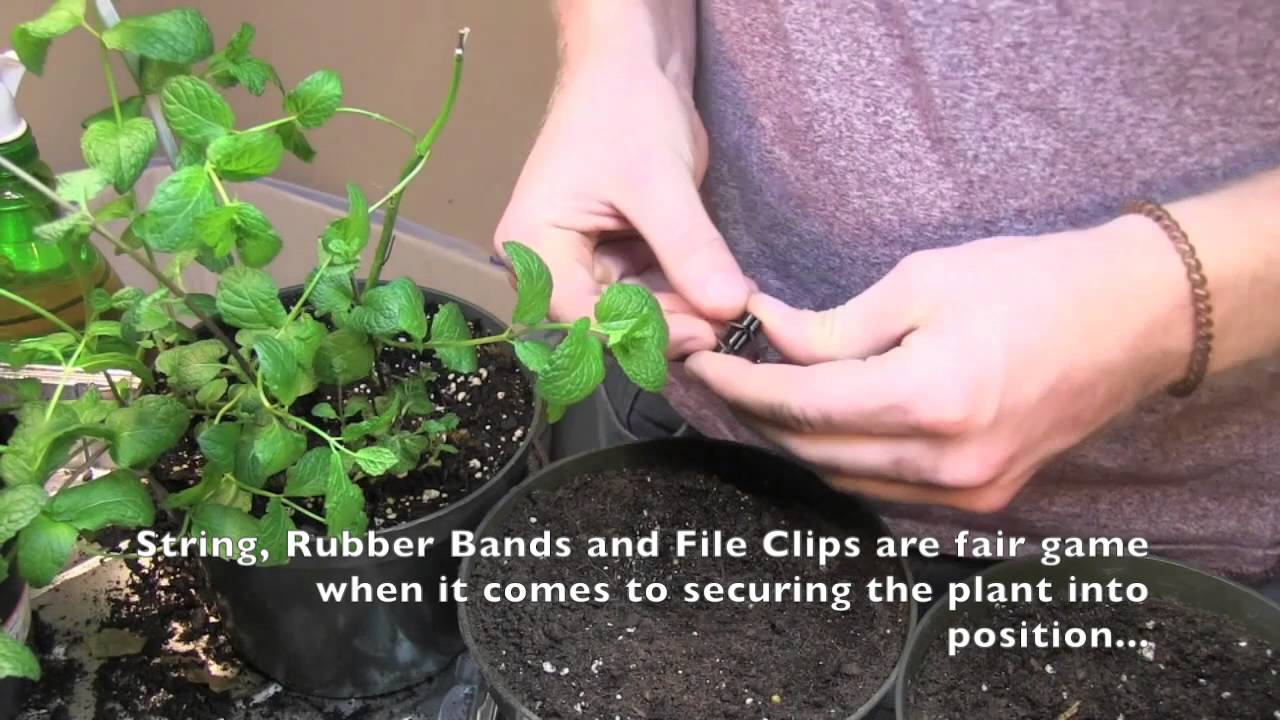 Mint Hort Propagation final
