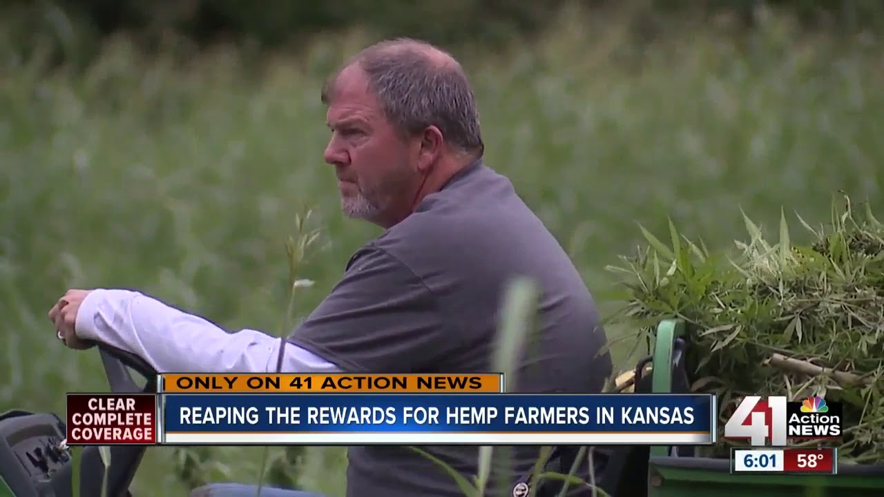 Kansas hemp farmers harvesting first-year crop