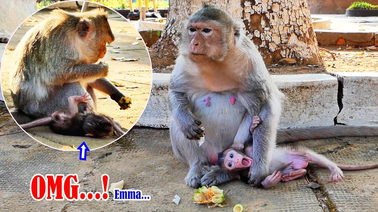 Jumping and falling...! Very busy tiny baby monkey Emma mother Emila gives her baby time for playing