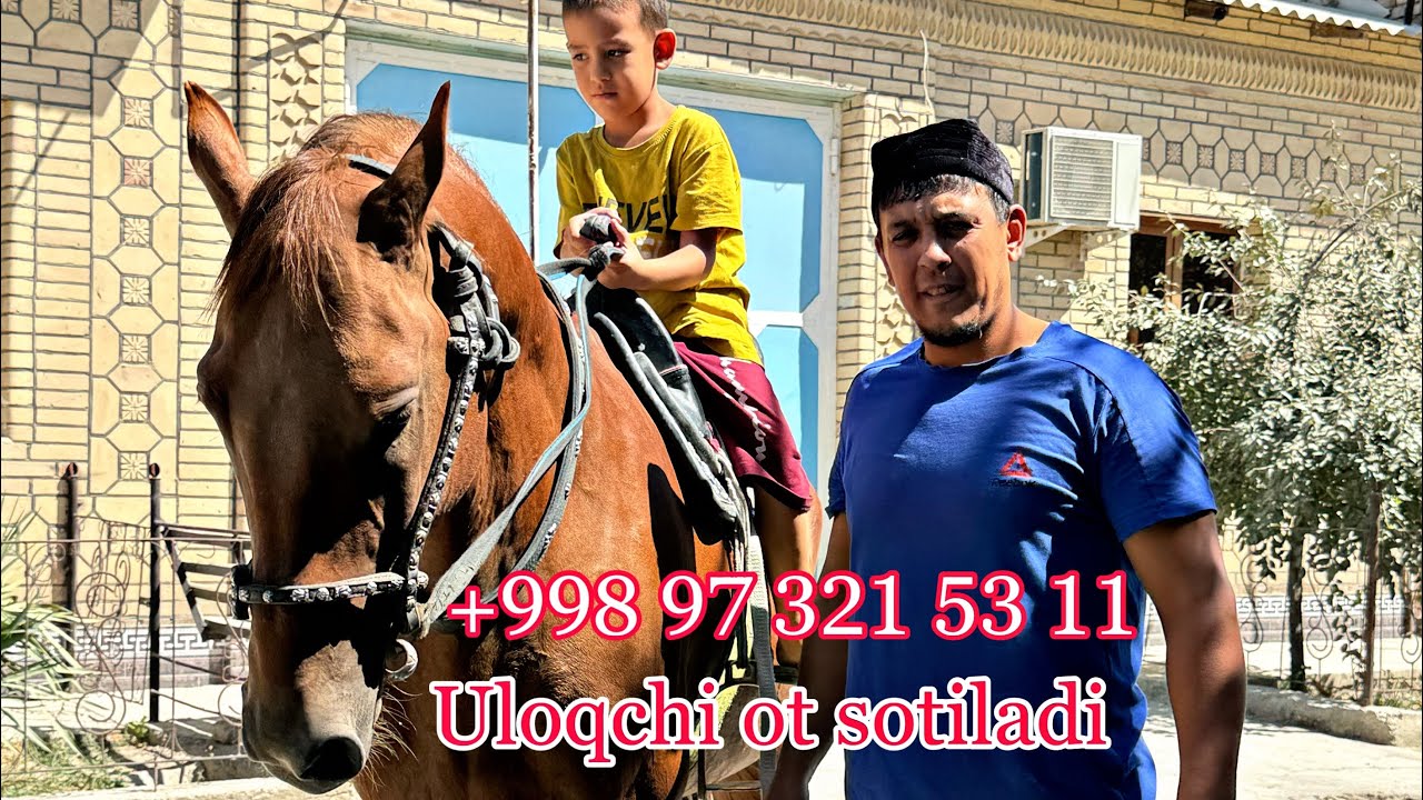 Ot sotiladi.! Uloqchi ot olaman deganlar uchun mana imkoniyat.! ​⁠@Alisher_24