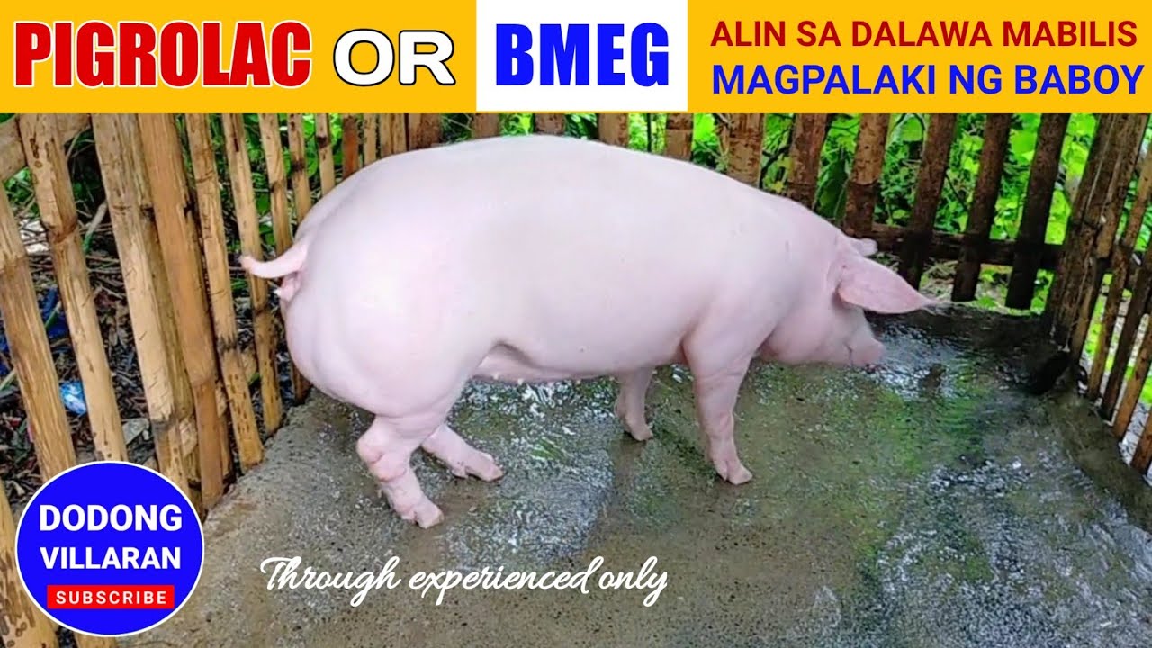 PIGROLAC o BMEG l ALIN SA DALAWA MABILIS MAGPALAKI NG BABOY l Vlog 149