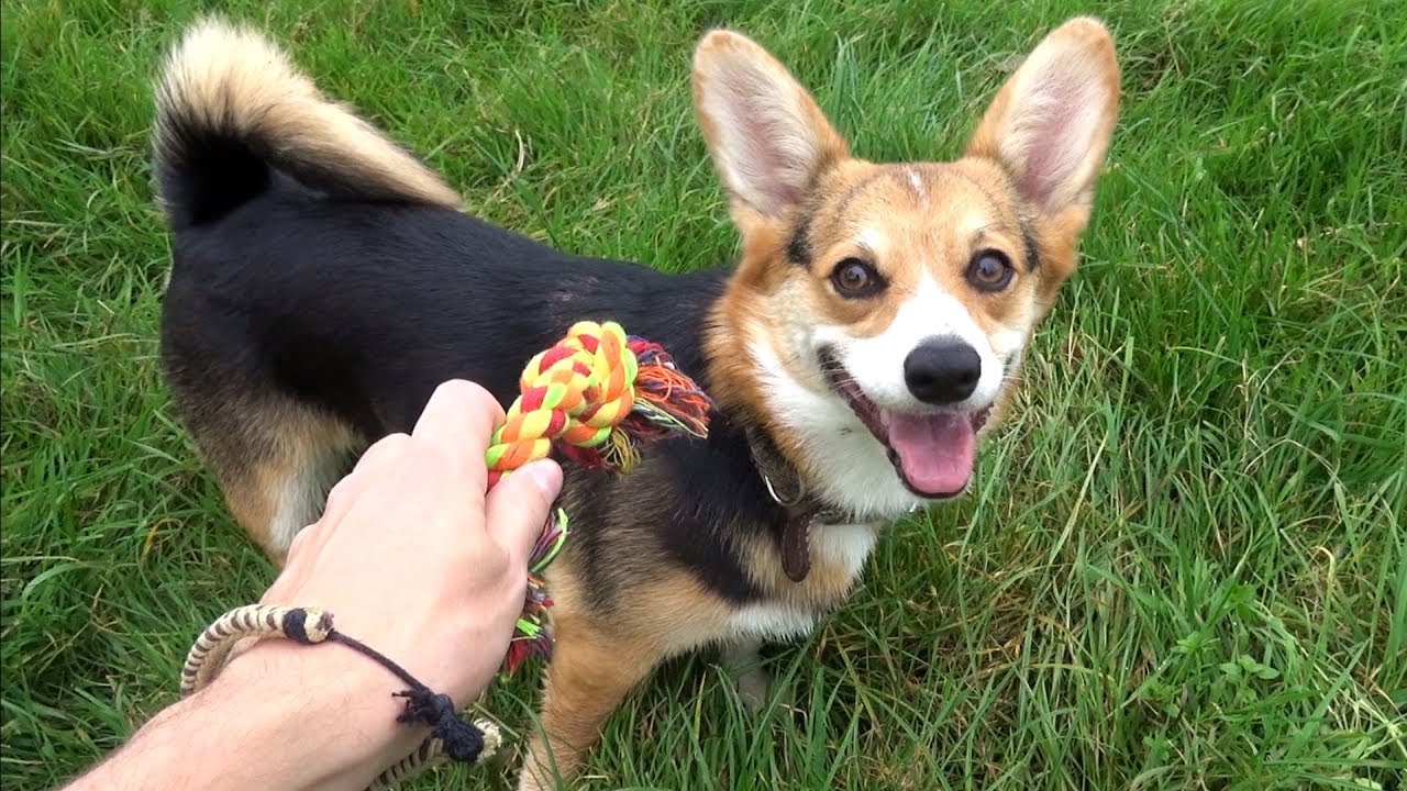 Meet Alyx (My Dog)