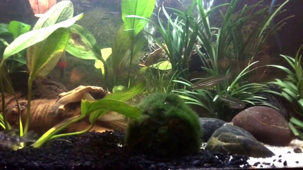 Zebrabärbling(Danio rerio) auf Futtersuche!!!