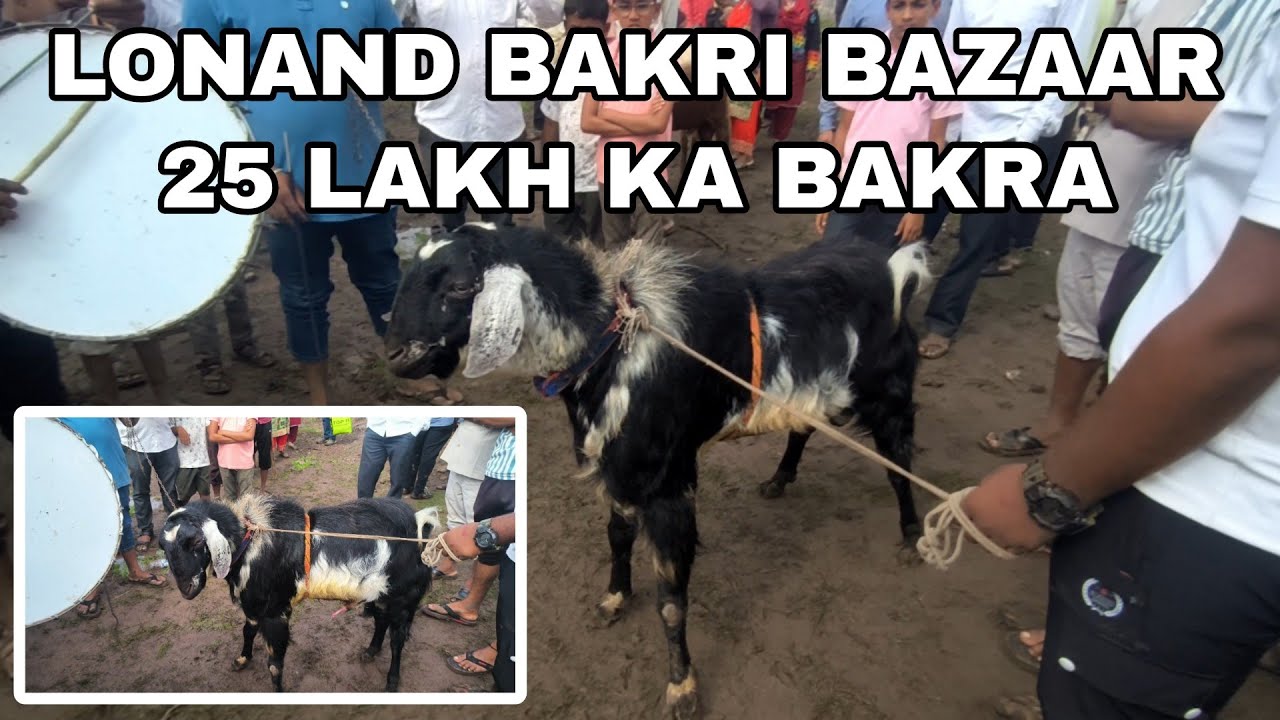 LONAND BAKRI BAZAAR LIVE UPDATE 29/05/2025 LONAND BAKRA MARKET