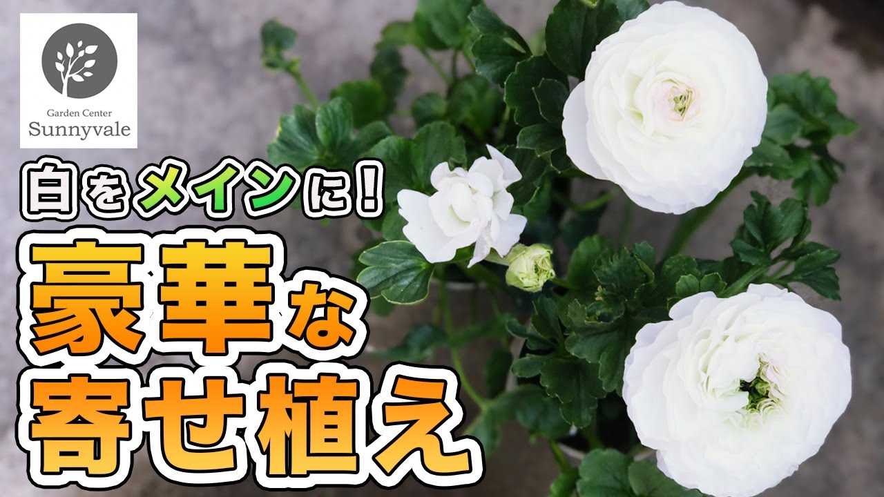 【寄せ植えを豪華に！】白い寄せ植え　#17