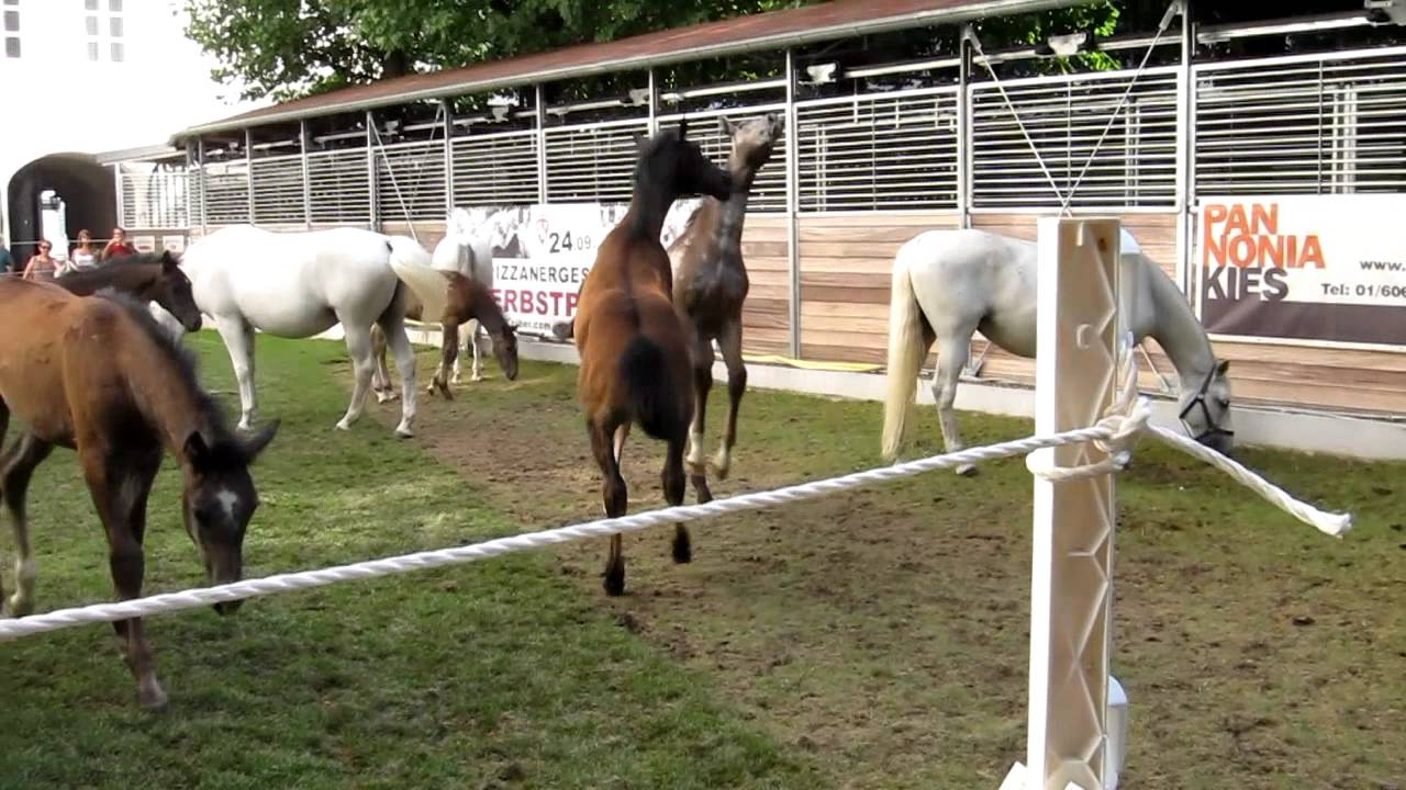 Lipizzaner colts at play, July 16, 2011