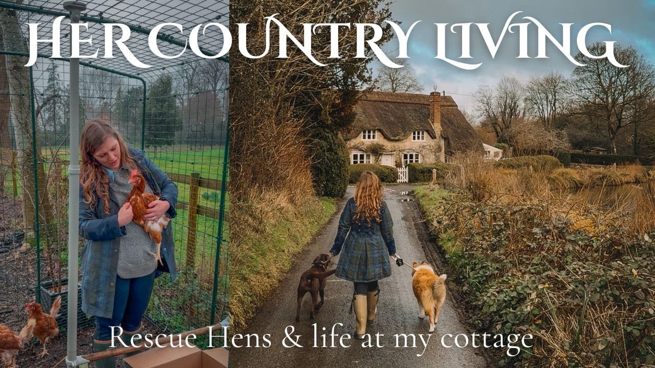 Завести кур | Жизнь в моем уютном коттедже в Великобритании, которому уже 300 лет