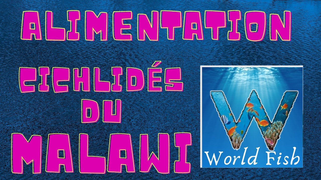 l'alimentation des cichlidés du lac Malawi