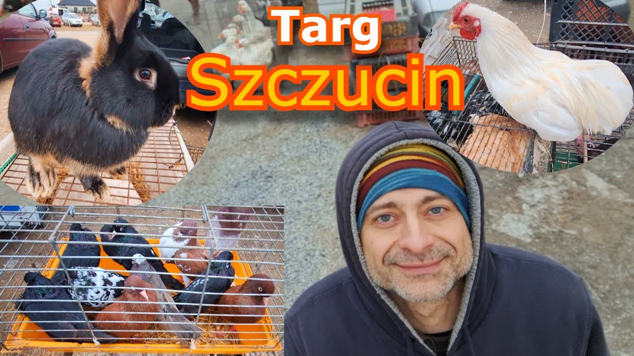 Duży czy mały Targ Szczucin 01.02.2025