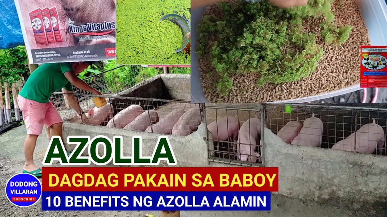 Azolla dagdag pakain sa baboy / 10 benefits ng Azolla alamin / Dodong Villaran / 2nd parity