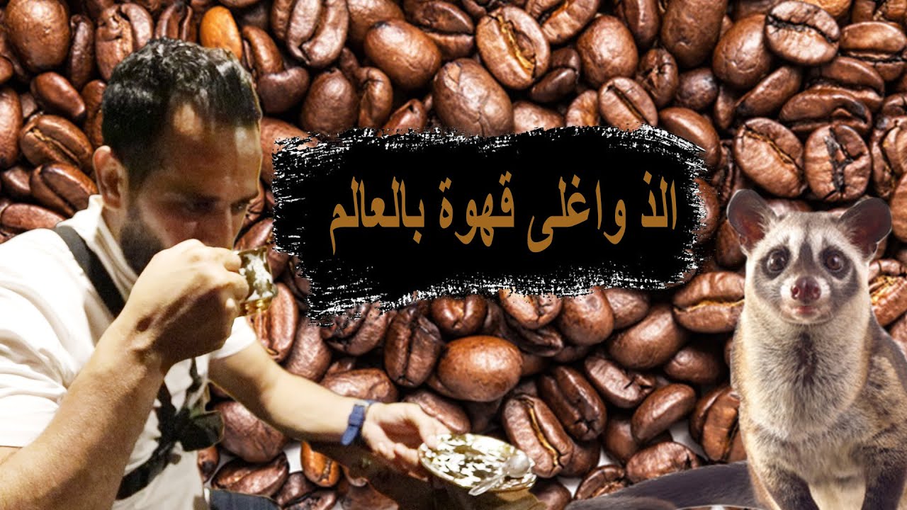 شربت قهوه مصنوعة من براز حيوان اللواك