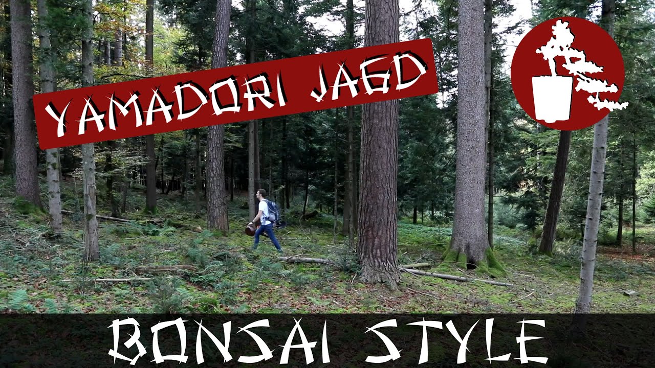 Yamadori Jagd (Halloween Edition) | Fichte (Picea abies) | #042 Bonsai Style
