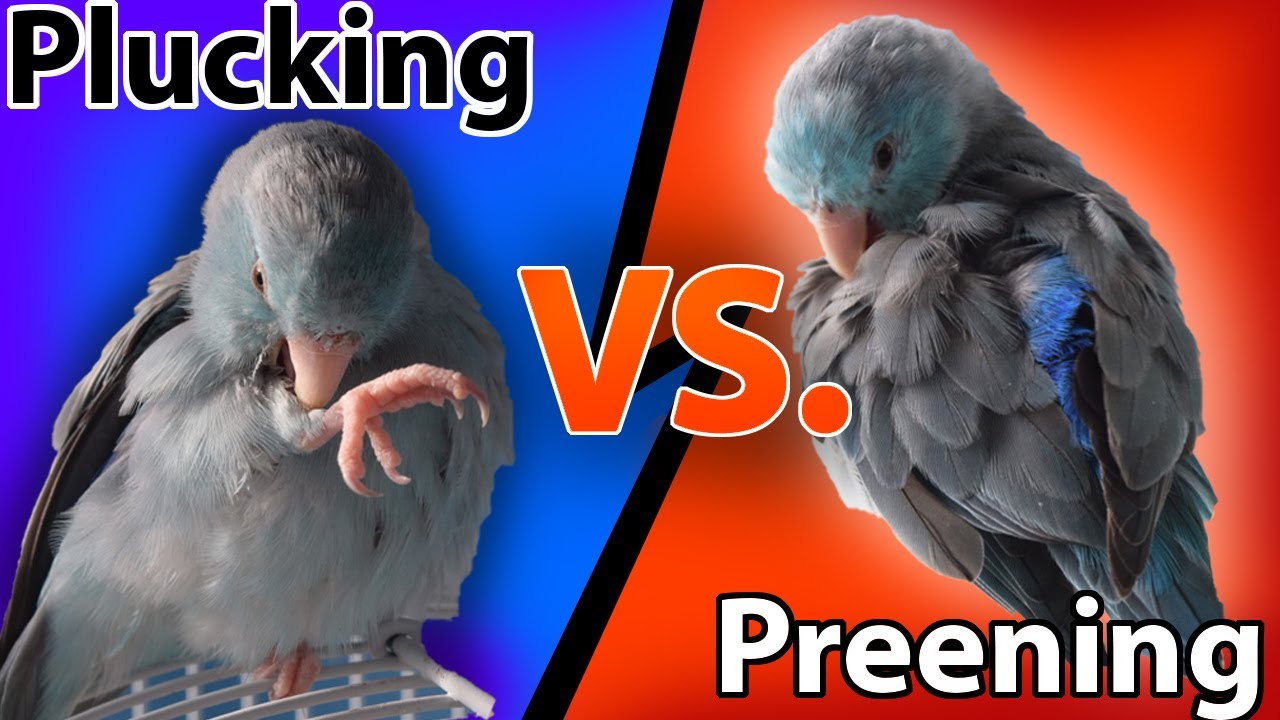 Is Your Bird Plucking? | Topics