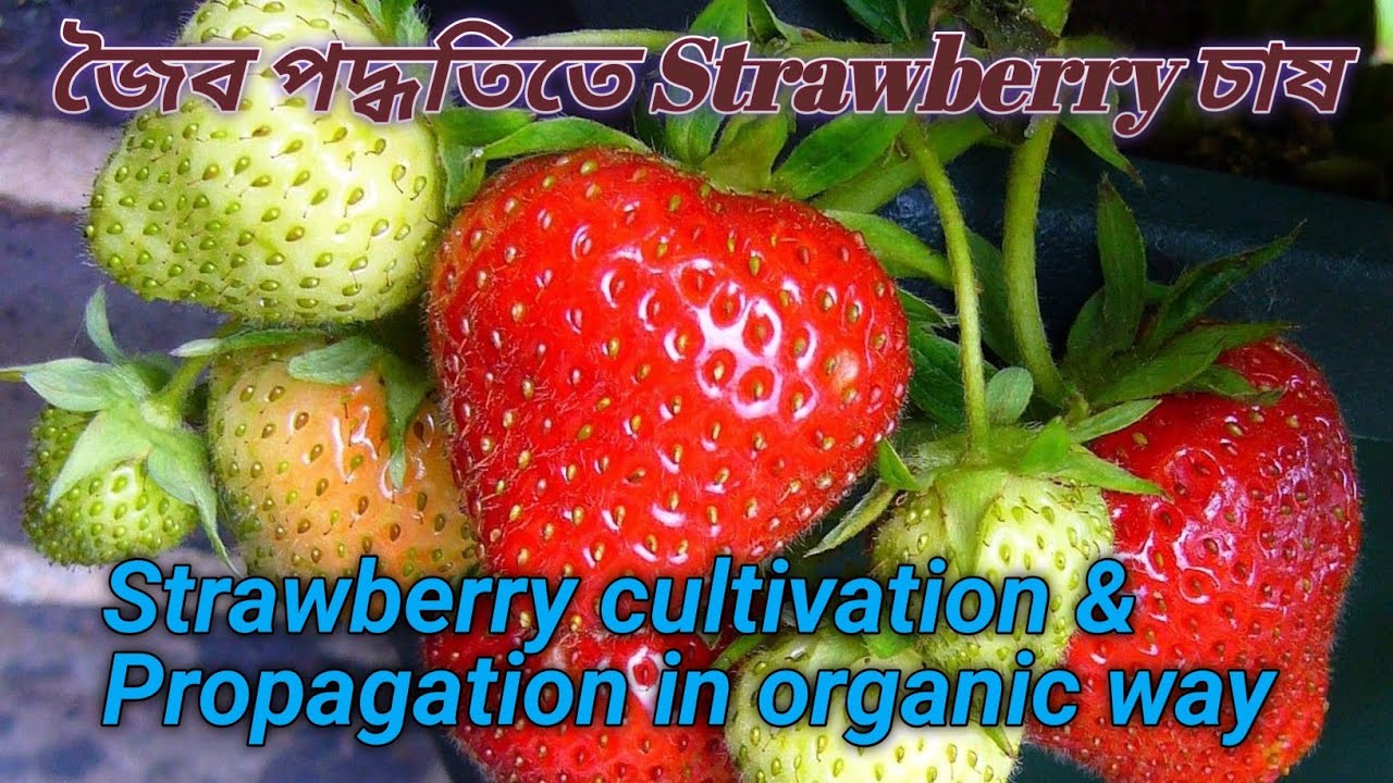 জৈব পদ্ধতিতে Strawberry চাষ, Plants care & nature