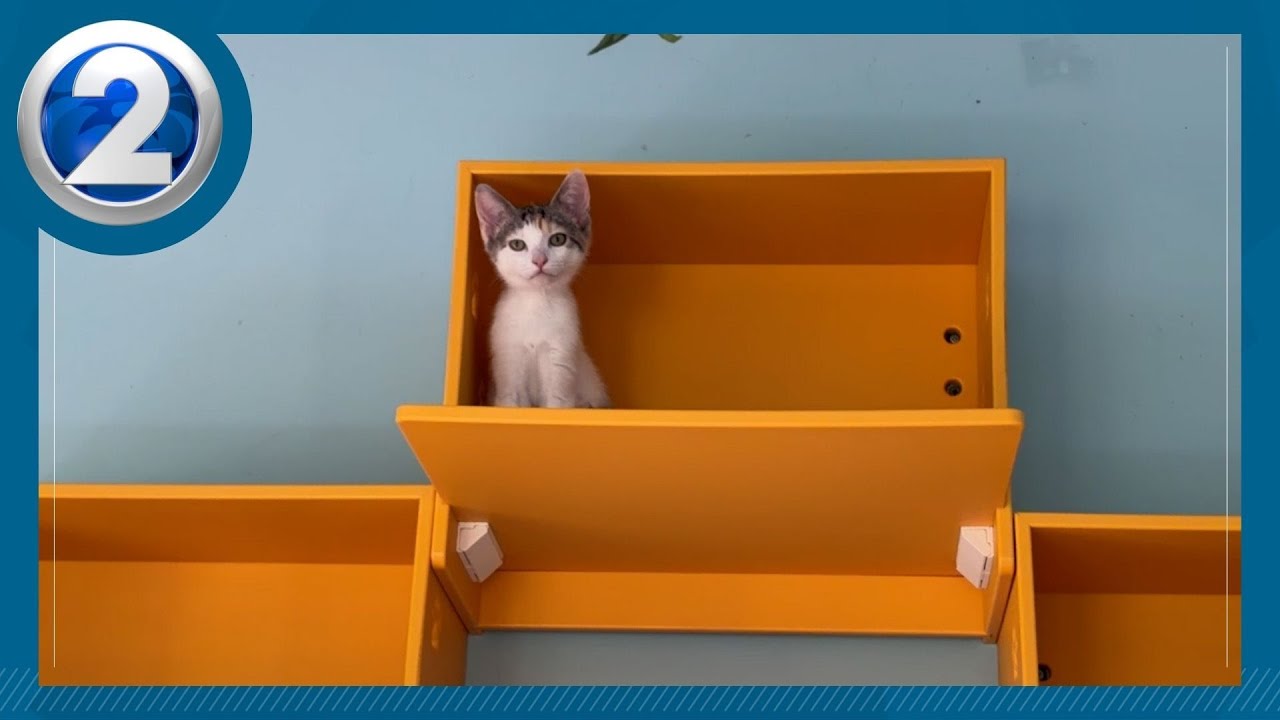 Hawaiian Humane Society’s new spay and neuter center brings more pet care out west