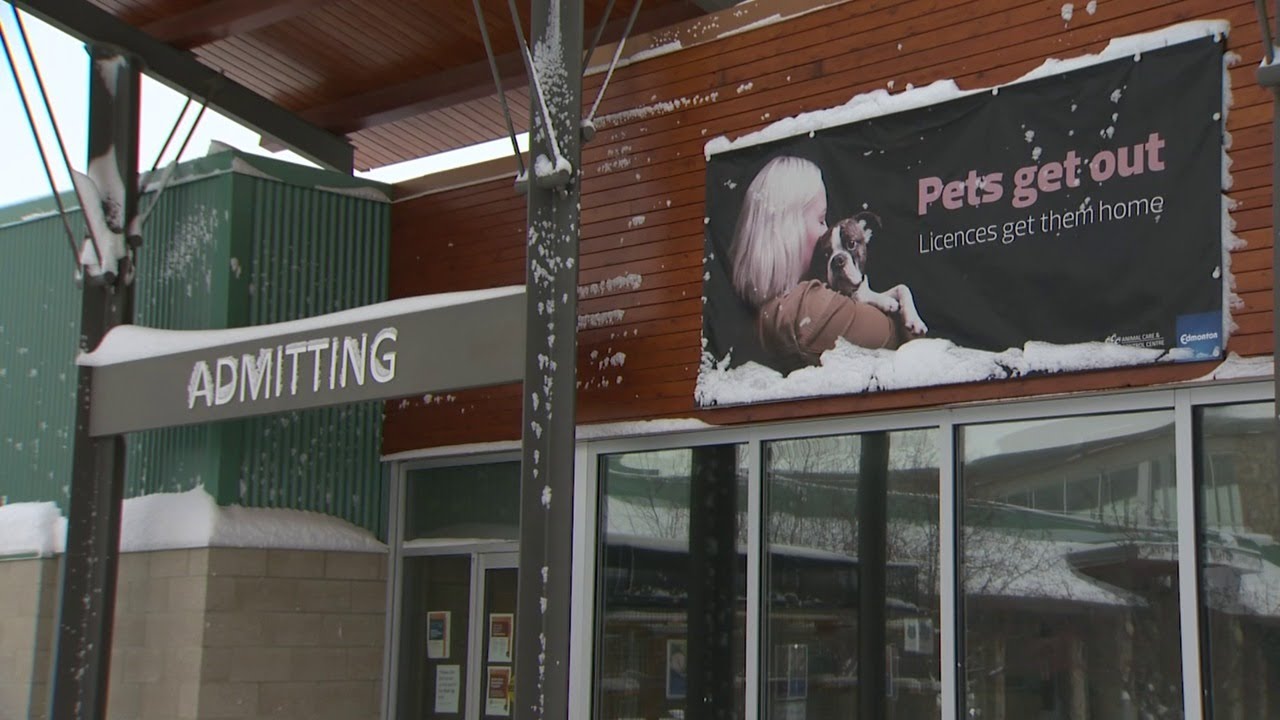 Edmonton animal rescues overwhelmed
