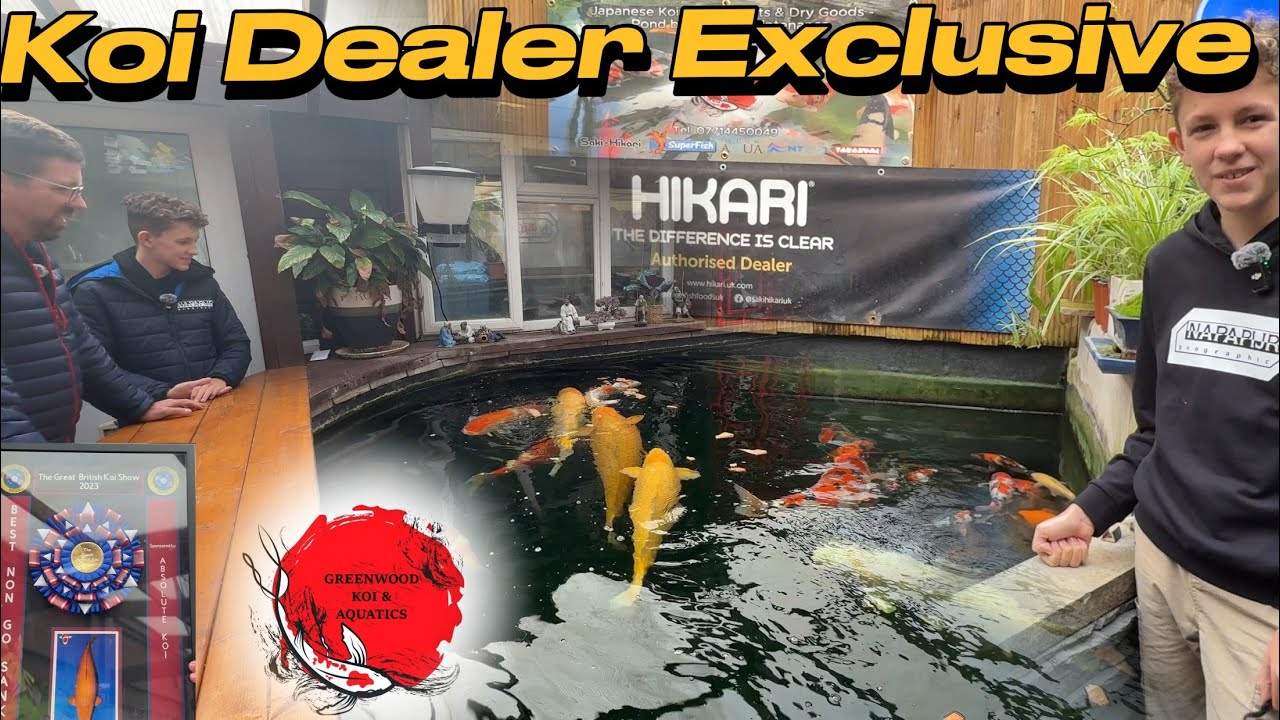 Exploring Greenwood Koi Shop And Their Champion Fish Collection #koi #fish #koifish