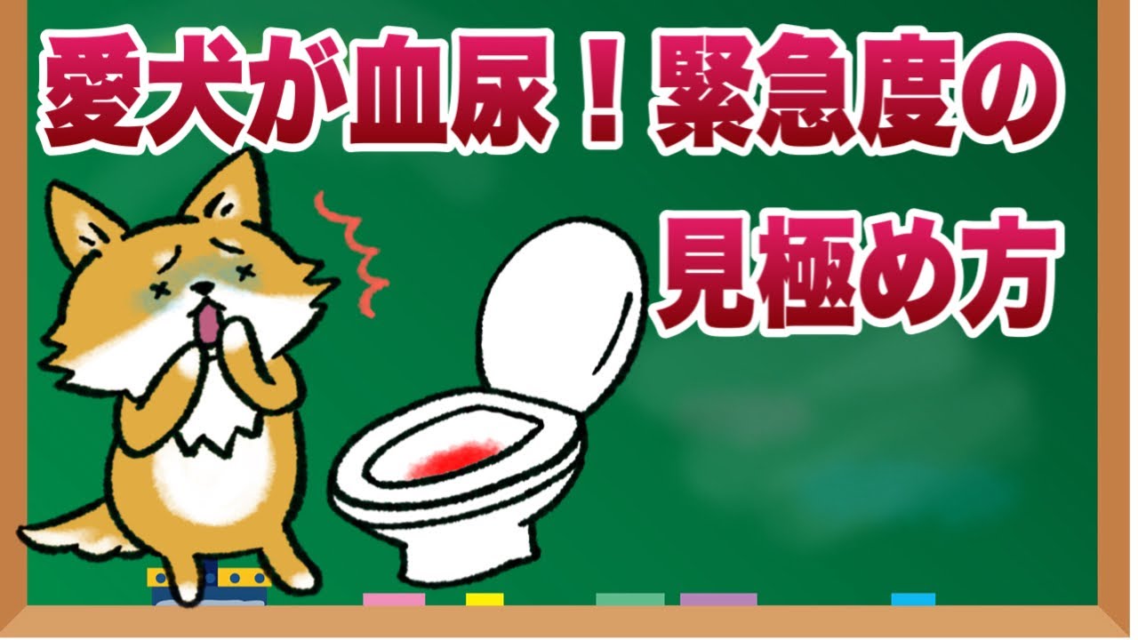 【愛犬が血尿？】膀胱炎と膀胱尿石の可能性と緊急度の見極め方【獣医師解説】