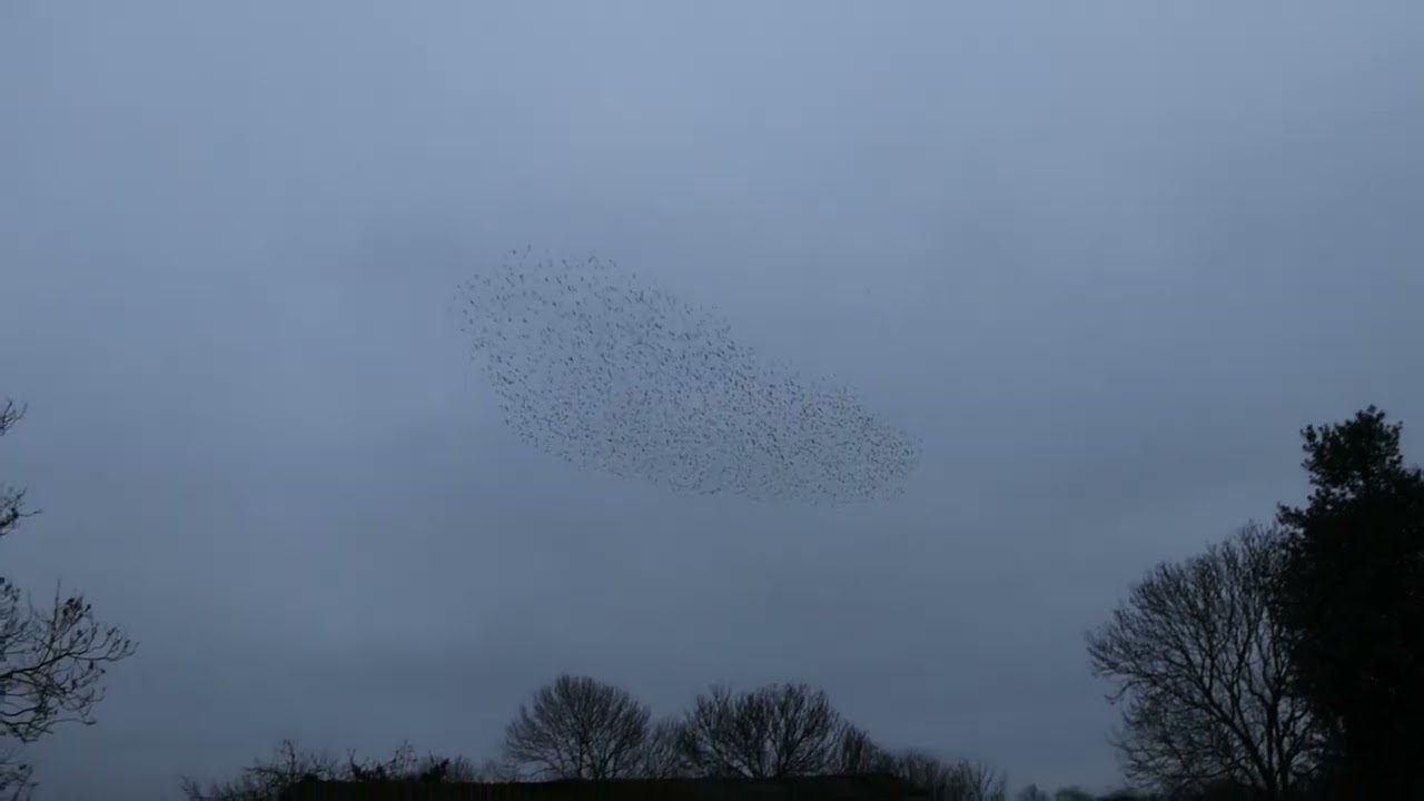 Starlings at Southcroft