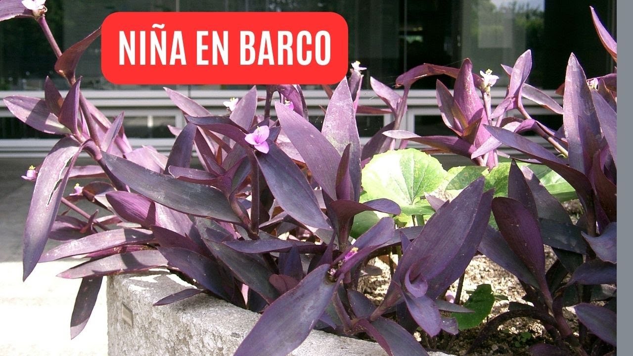 PLANTA NIÑA EN BARCO - Tradescantia pallida