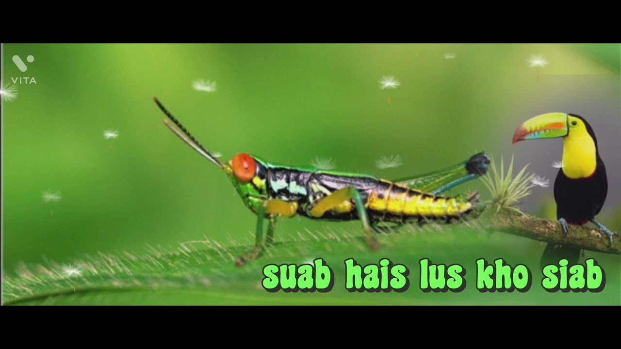 Suab hais lus tu siab -tij laug liaj nyum 😭Mloog log kua muas 2022 #sahmoobtv #funy