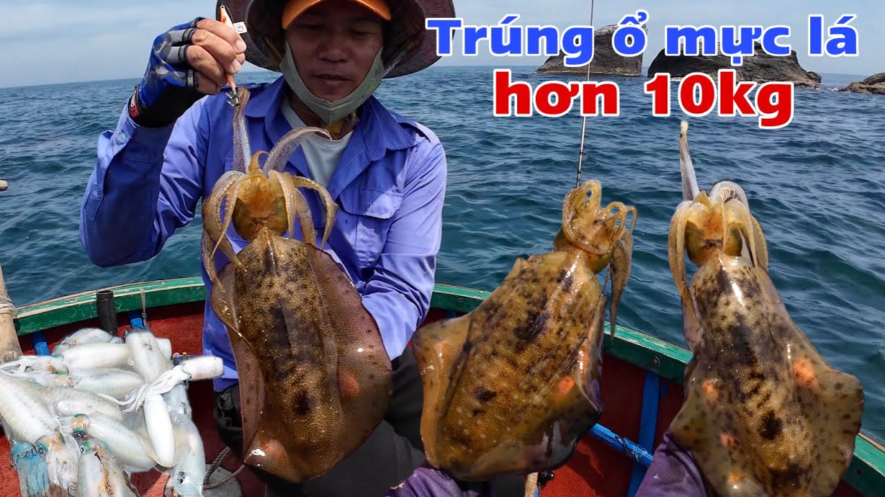 c&acirc;u lure 10kg mực l&aacute; tại đảo h&ograve;n Kh&ocirc;