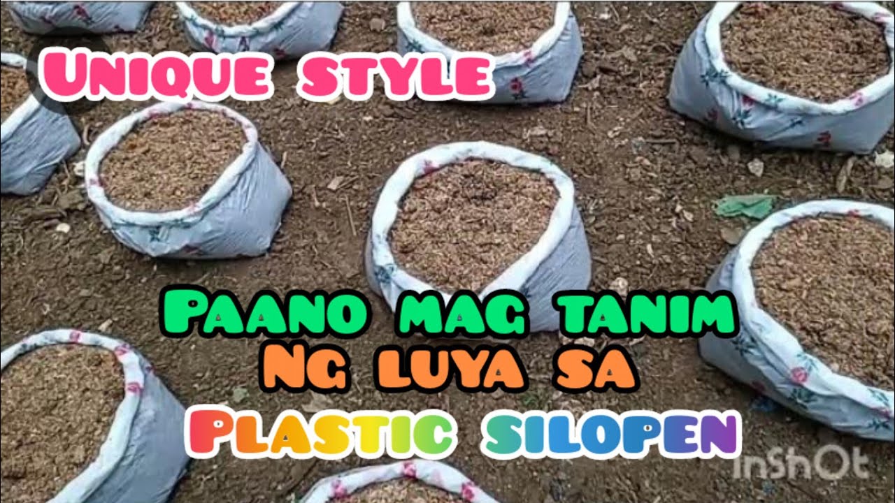 Paano mag Tanim ng Luya sa Plastic selopin.