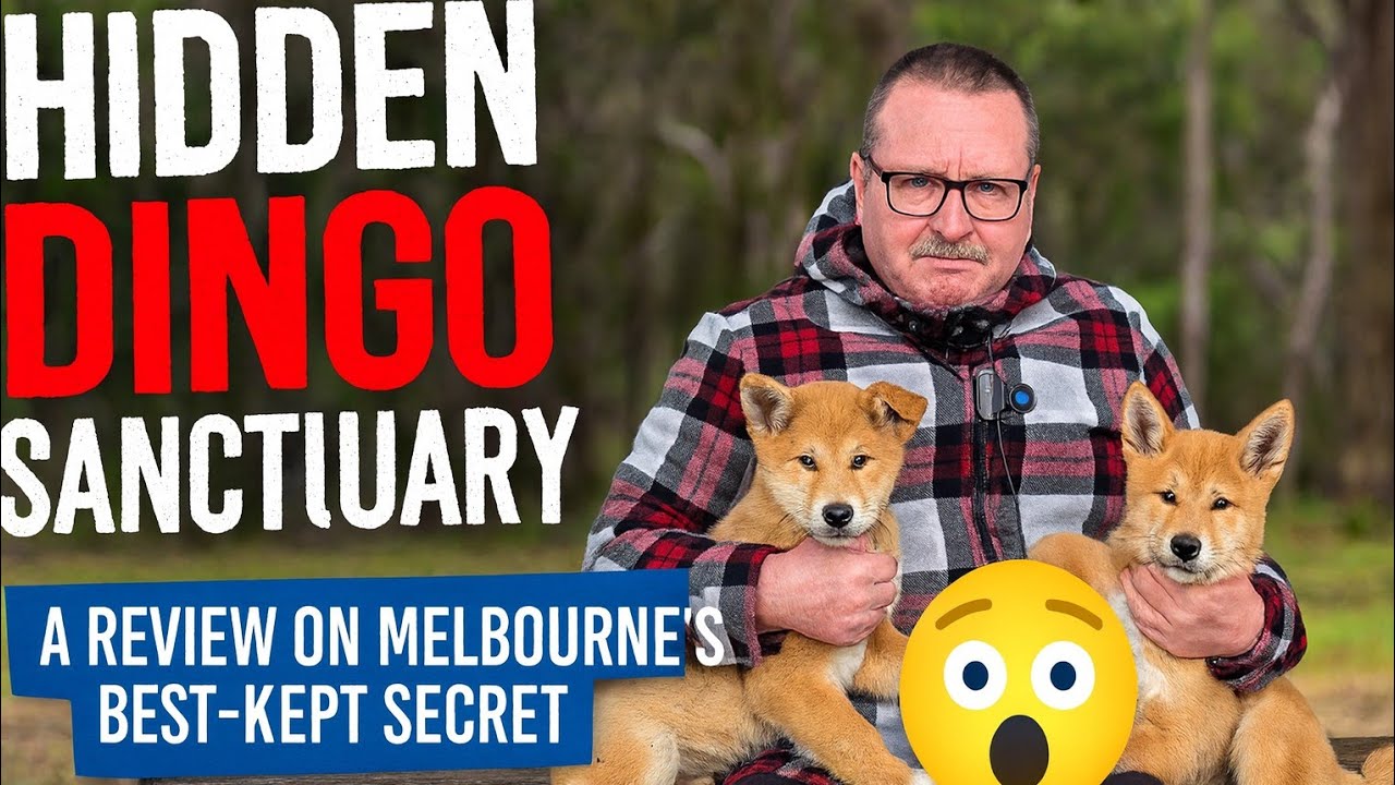 A Hidden Dingo Sanctuary. A Review on Melbourne's best-kept secret!!