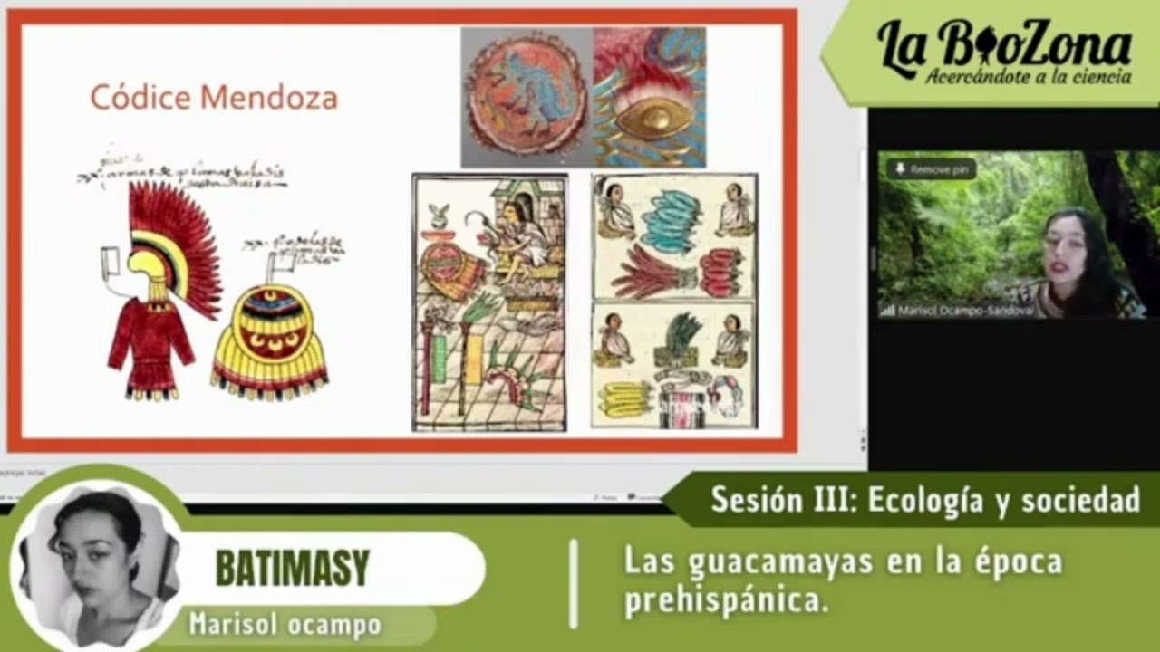 Las guacamayas en la época prehispánica - Batimasy