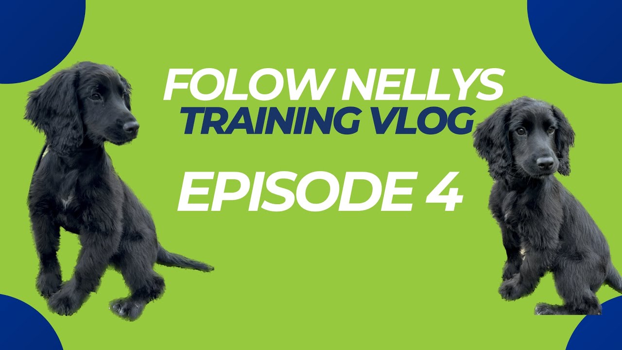 Nelly The Working Cocker Training Vlog Ep 4 | The Dog Therapist