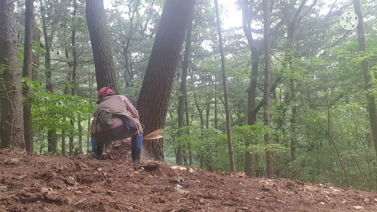 방향잡아  벌목하기