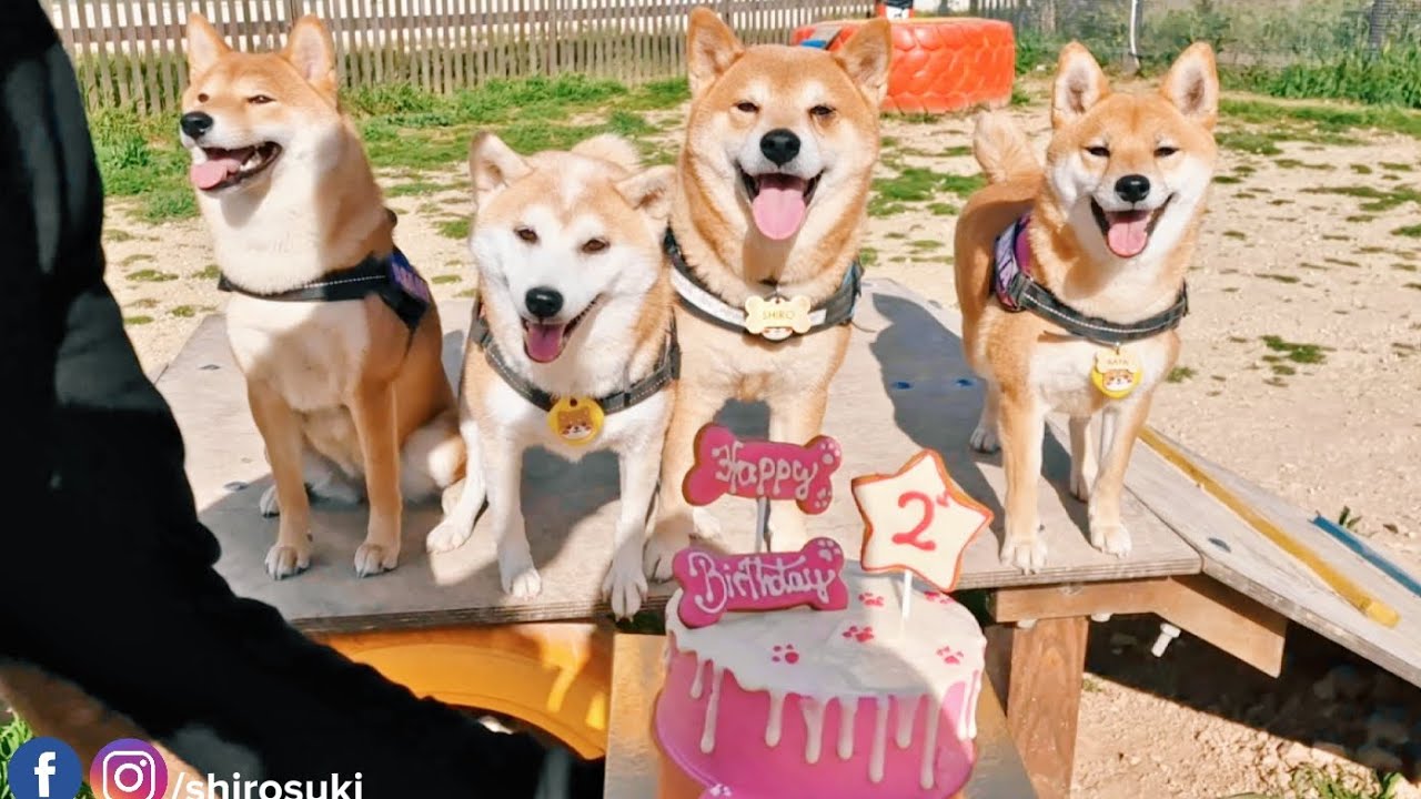 Raya's birthday pawty with special guest - Asami!!
