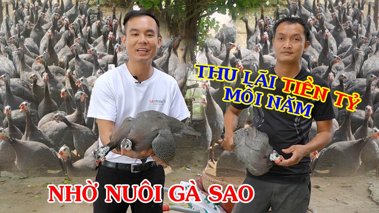 Mô hình nuôi gà Sao hiệu quả || Kinh nghiệm nuôi gà Sao cho thu nhập tiền tỷ mỗi năm || LamNongTV