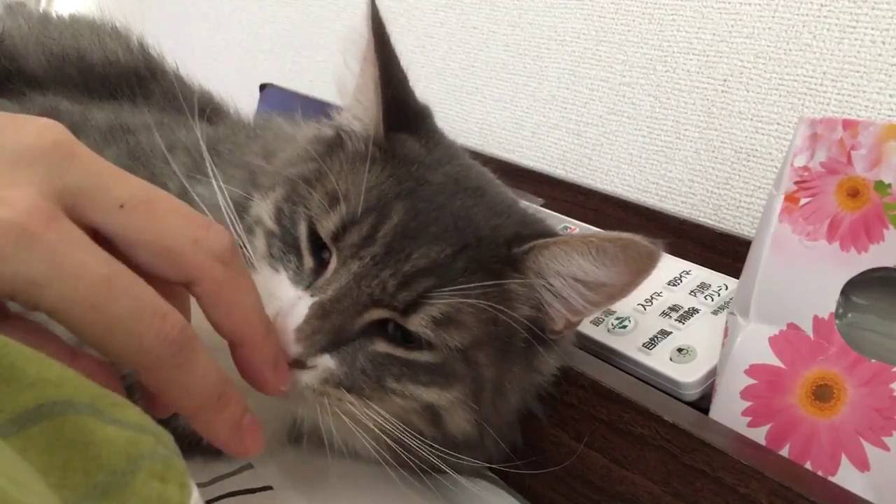 人の手を熱心に舐める猫 ノルウェージャンフォレストキャット Lick the hands of the people. Norwegian Forest Cat.