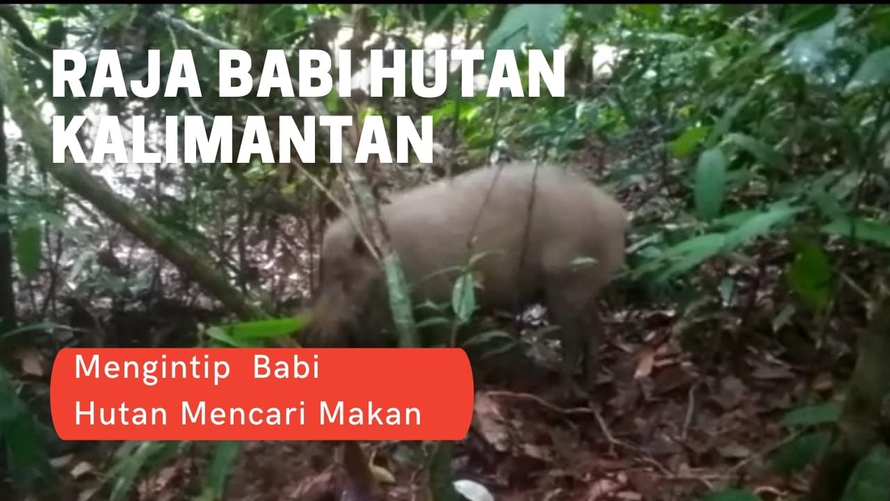 RAJA BABI HUTAN KALIMANTAN