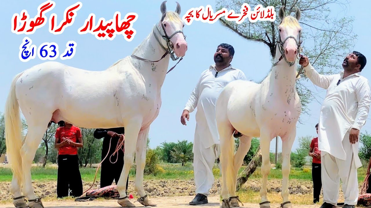 Nukra Ghora For Sale I Son Of Fakhre Misriyal