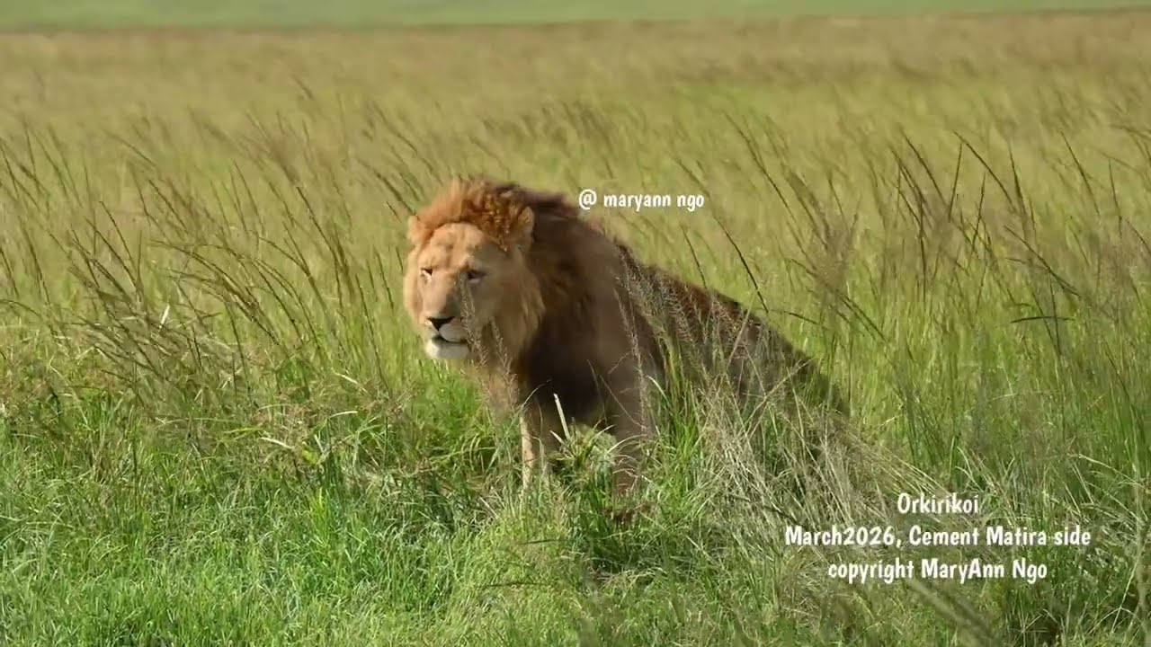 Orkirikoi, new injuries, R5, Maasai Mara lions, Marsh Boy