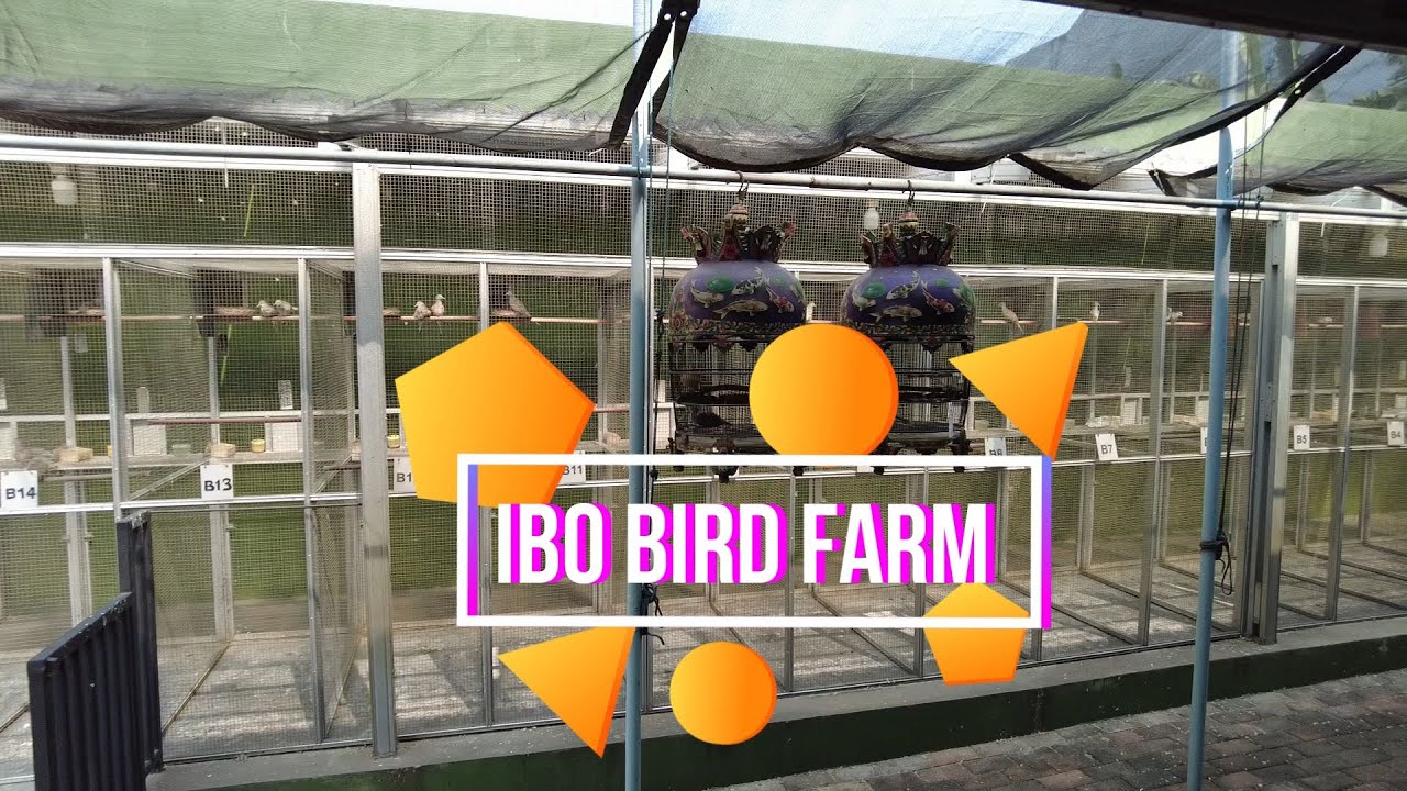 Budidaya Burung Perkutut by IBO Bird Farm : Na Josh