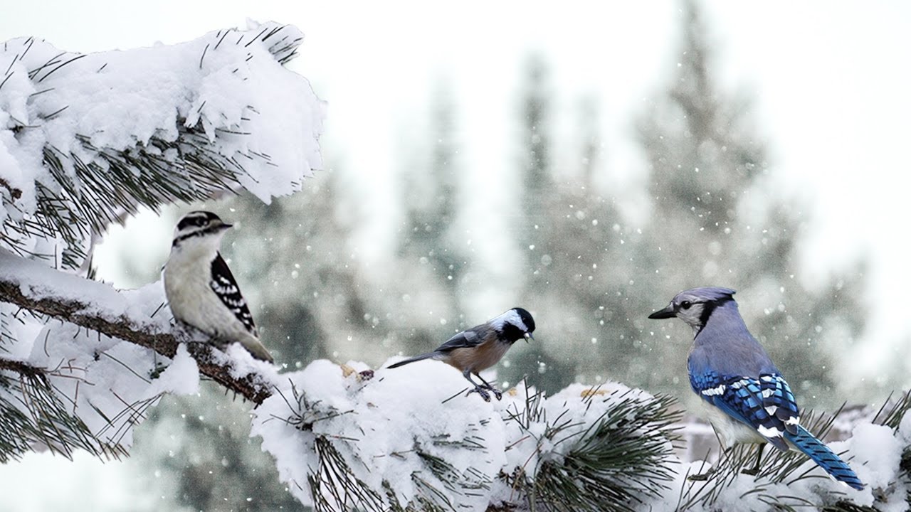 4K Winter Wonderland: Birds and Bird Sounds in Snowfall & Frozen Landscapes - Canadian Winter🐦❄️ 🦅