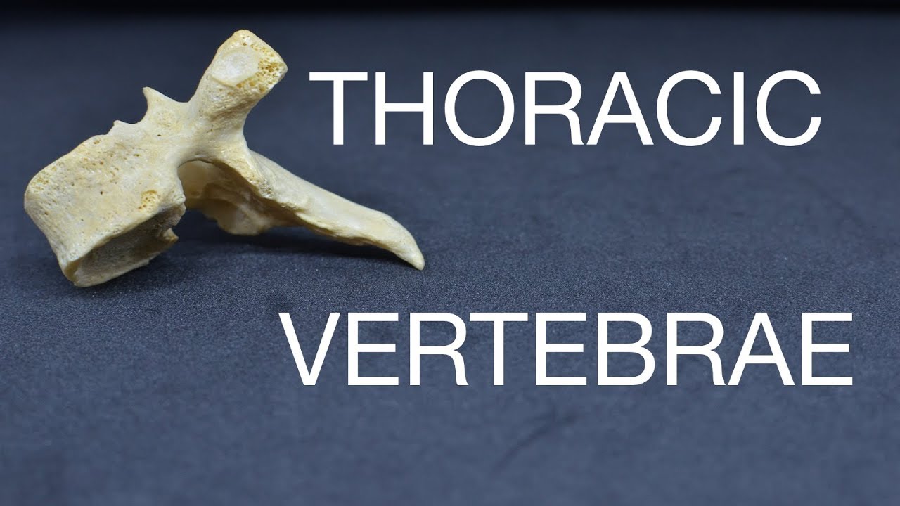 THORACIC VERTEBRAE