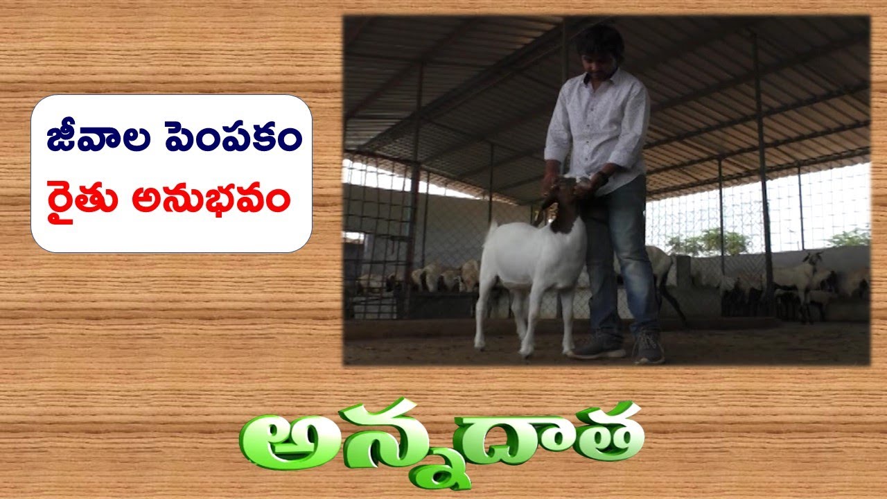 Success Story of Sheep Farming | by Nagarkurnool Farmer || EtvAnnadata