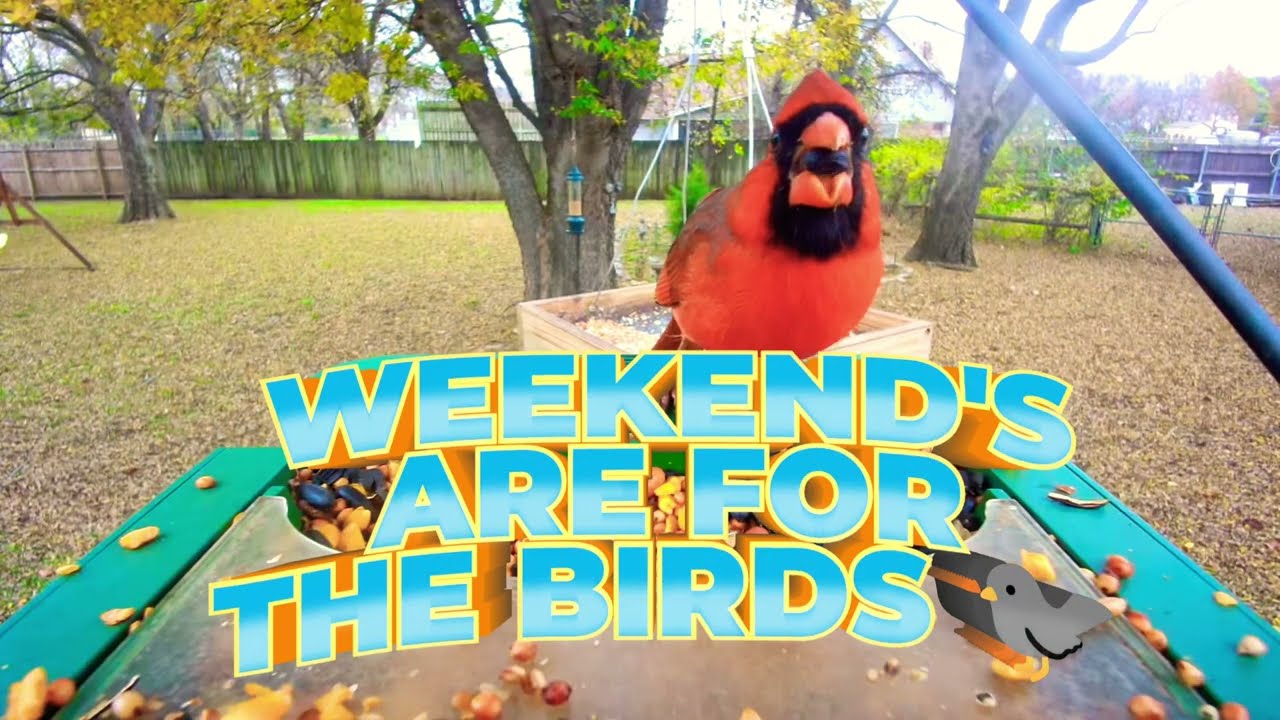 Weekend's are for the Birds 🐦‍⬛#asmr #birds #birdsong #birdcam #naturecam 