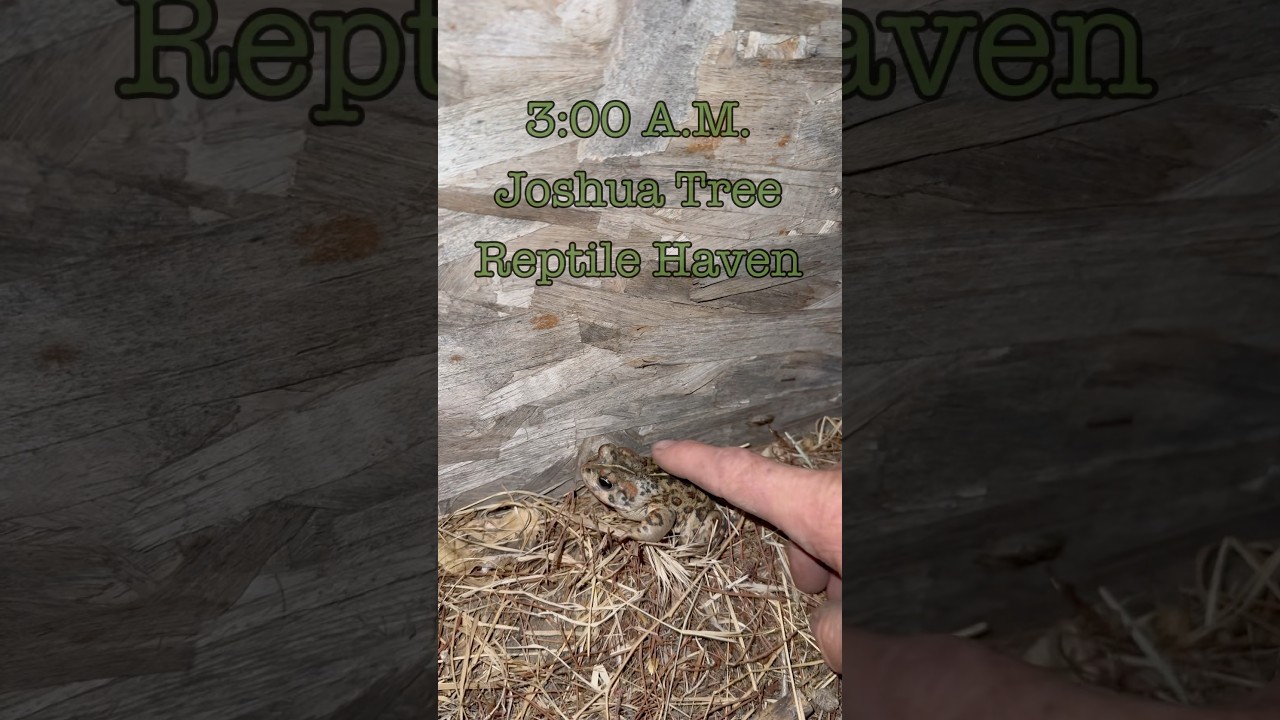 From Darkness to Daybreak &mdash; Racing Across the Desert to Save Tortoises #animalrescue