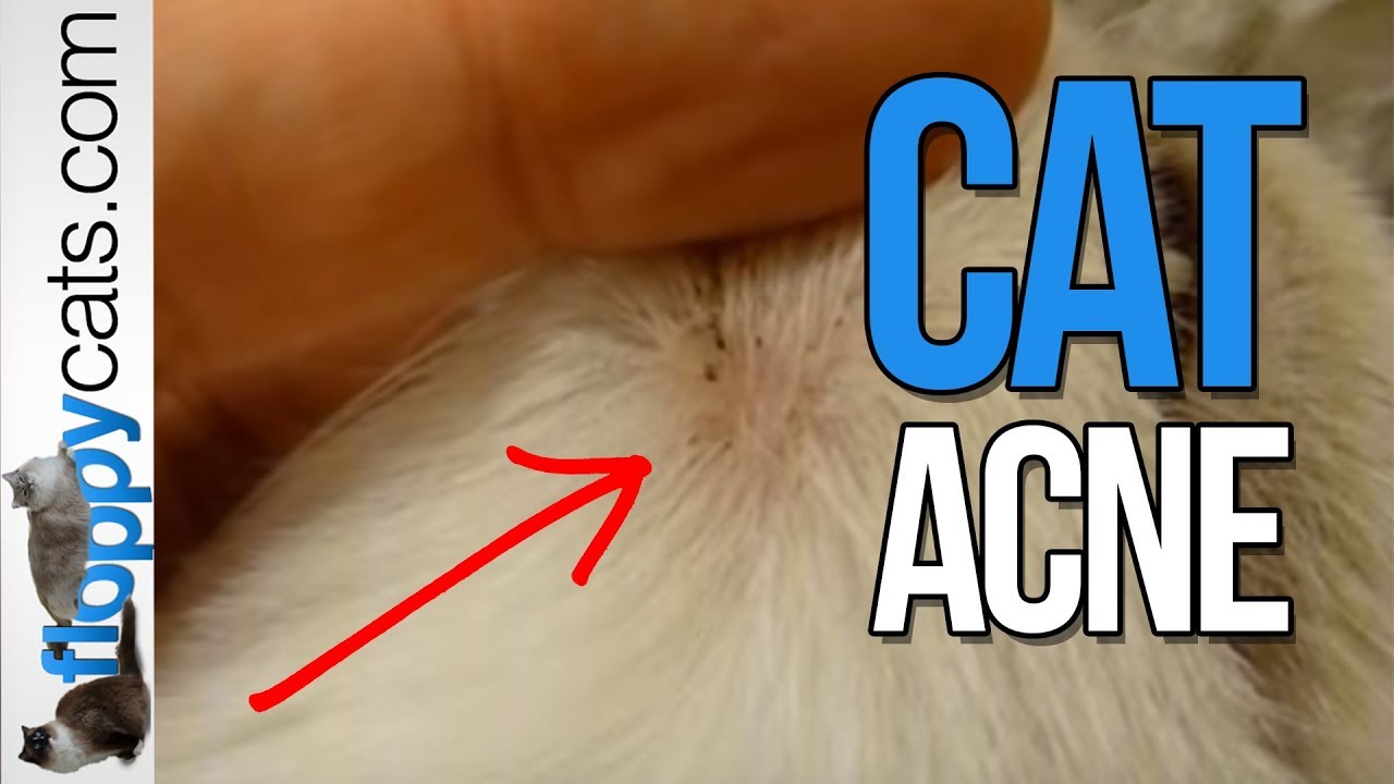 Прыщи на кошачьем коте породы рэгдолл Чигги - Кошачьи прыщи - Кошачьи прыщи